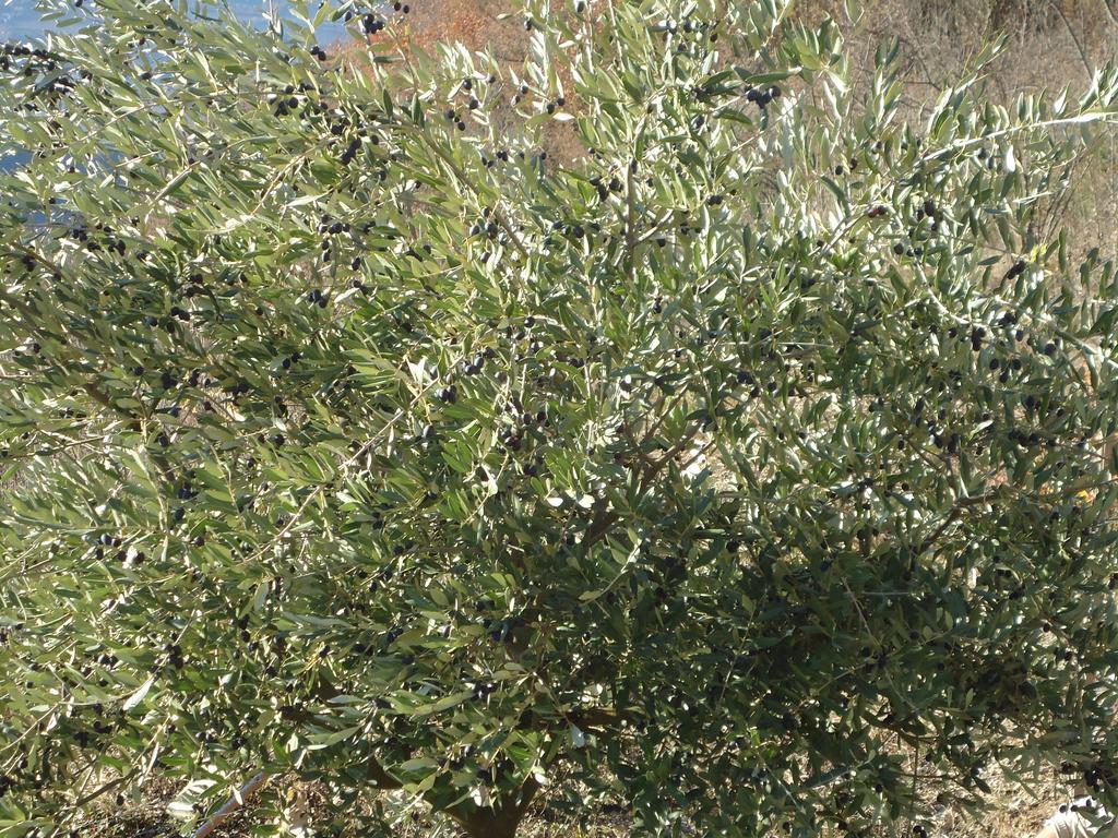 Appartamenti Camere Masi Brenta Rovereto  Eksteriør bilde